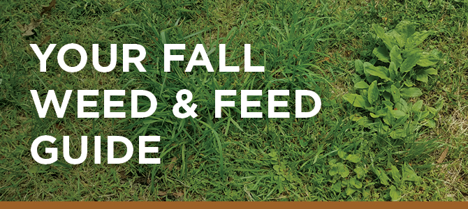 Weed and feed in deals the fall